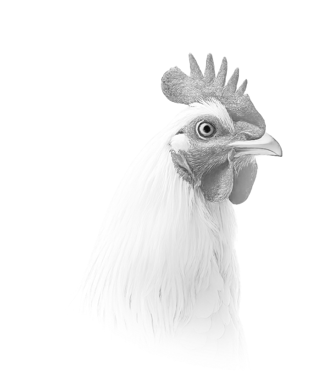 Cairo Poultry Company rooster