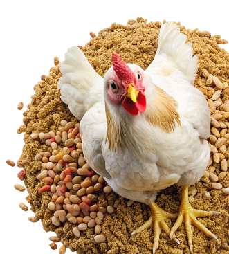 Feed Products