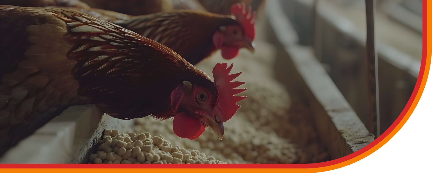 Cairo Poultry Company poultry farm